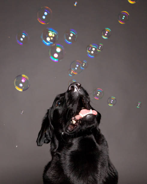 black labrador dog playing with soap bubbles . stock photo