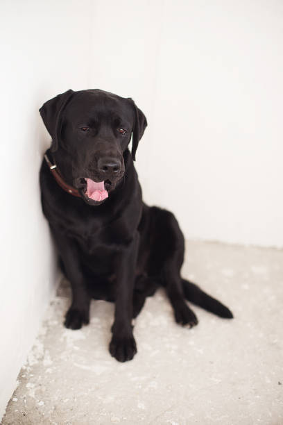 schwarzer labrador auf weißem hintergrund sitzend und gähnt, streckte seine lange zunge aus. haustier hund zu hause. - indische fischotter stock-fotos und bilder