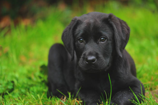 Black Labrador puppy on the grass stock photo