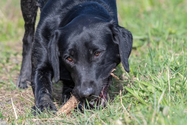 Black Labrador puppy labrador retriever chewing a stick stock pictures, royalty-free photos & images