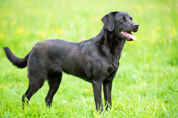 Black labrador retriever on the grass stock photo