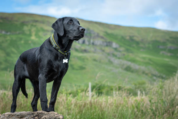 Black Labrador retriever puppy standing stock photo