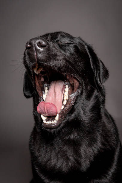 black Labrador yawns on a grey blackground. front view stock photo