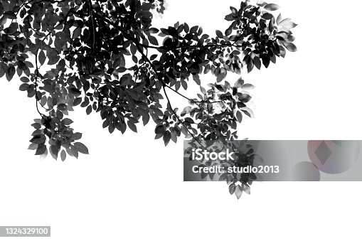 istock black leafs in summer on blue sky with burst light 1324329100