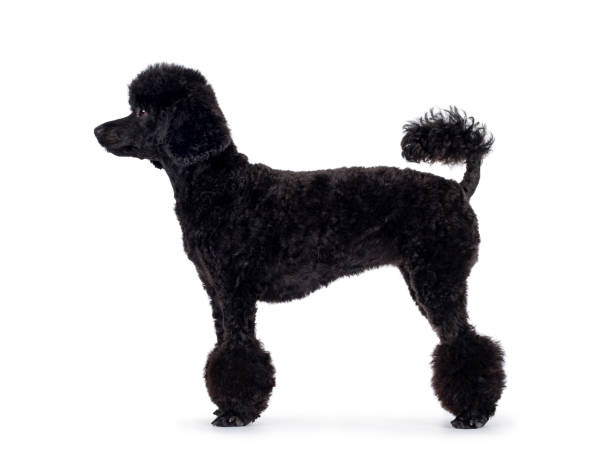 schwarze miniatur pudel hund auf weiß - pudelfrisuren stock-fotos und bilder