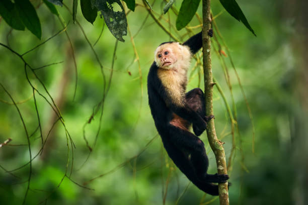 Black monkey sitting on tree branch in the dark tropic forest. White-headed Capuchin, little monkey from rainforest. Wildlife scene with wild animal from Costa Rica. stock photo