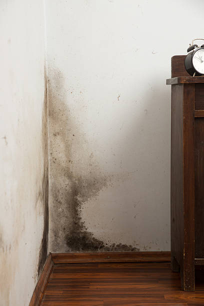 Black mould on a wet wall stock photo