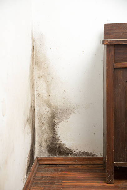 Black mould on a wet wall stock photo