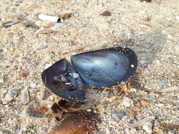black mussel shells close up stock photo