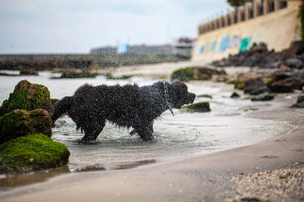A black Newfoundland dog comes out of the sea onto the shore and shakes himself off. Water splashes fly in all directions. Light background. stock photo