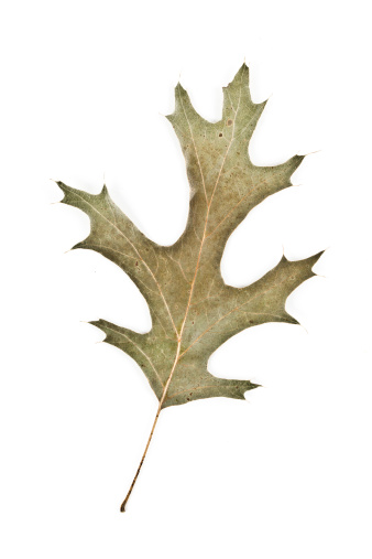 Black Oak Quercus Velutina Stock Photo - Download Image ...