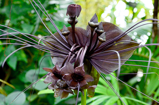 Bat Orchid
