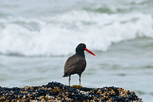 Black Oystercatcher The Black Oystercatcher (Haematopus bachmani) is a distinctive black bird with a red bill and red-orange eye that inhabits the rocky shorelines of western North America. It ranges from the Aleutian Islands of Alaska to the coast of the Baja California peninsula. The black oystercatcher is not considered a threatened species; however, it is of high conservation concern throughout its range. Its global population size is estimated between 8,900 to 11,000 birds. The diet of the black oystercatcher consists of a variety of invertebrate marine life that clings to the rocks below the high tide line. This includes mussels, whelks and limpets but rarely oysters. This black oystercatcher was photographed while looking for food among the rocks at Heceta Beach in Carl G. Washburne Memorial State Park near Florence, Oregon, USA. jeff goulden oregon coast stock pictures, royalty-free photos & images
