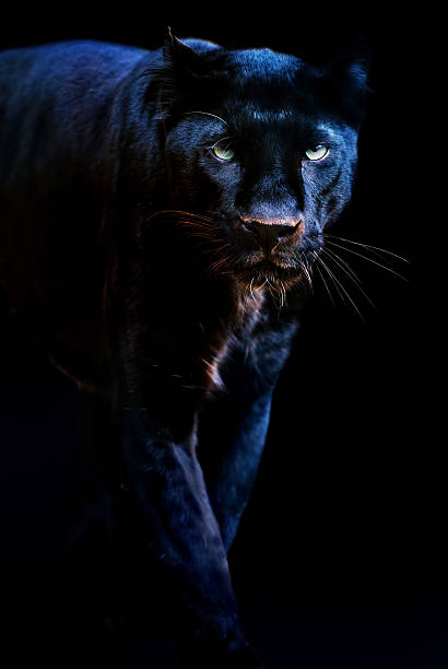 black panther a black leopard coming out of the dark big cat stock pictures, royalty-free photos & images
