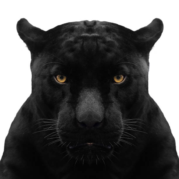 black panther schot close-up met witte achtergrond - dierenoog stockfoto's en -beelden