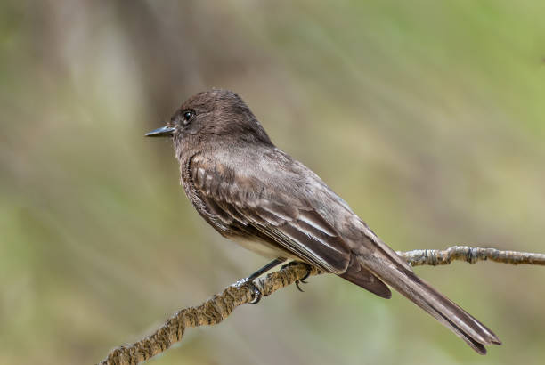 Black Phoebe Perched on a Branch The Black Phoebe (Sayornis nigricans) is a medium sized songbird in the flycatcher family. It breeds from southwest Oregon and California through Central and South America.  The northern populations are partially migratory but mostly lives year-round throughout its range.  The sexes are identical in their plumage.  They are predominately black with a white belly and under the tail.  The black phoebe’s diet consists mainly of insects which they catch in the air.  They are always found near water.  This black phoebe was photographed while perched on a branch at Walnut Canyon Lakes in Flagstaff, Arizona, USA. jeff goulden stock pictures, royalty-free photos & images