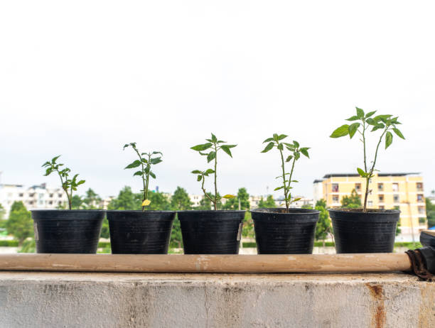 5 black pots to grow plants, keep growing, level up. stock photo