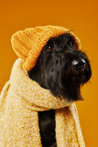 schwarzer reinrassiger hund in warmer kleidung - seventyfour stock-fotos und bilder