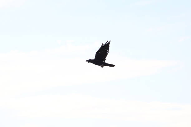 Black Raven in Flight with Wings Up and Overcast Sky in the Background stock photo