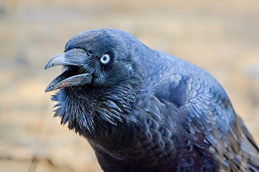 Australian raven (Corvus coronoides)  close-up