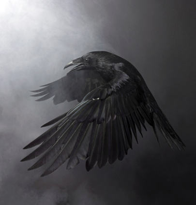 Awesome Black Raven in the smoke