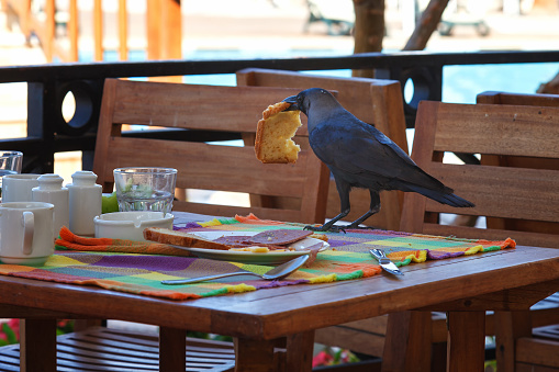 Black raven steals food from the table in a cafe