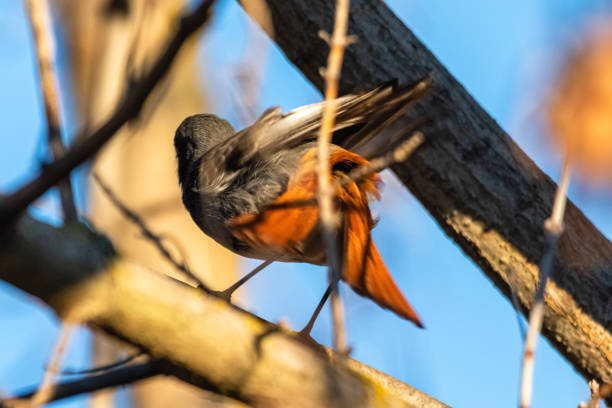 Black Redstart perched on a tree branch stock photo