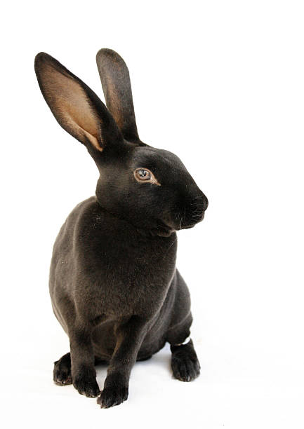 black rex rabbit - dwarf rabbit bildbanksfoton och bilder
