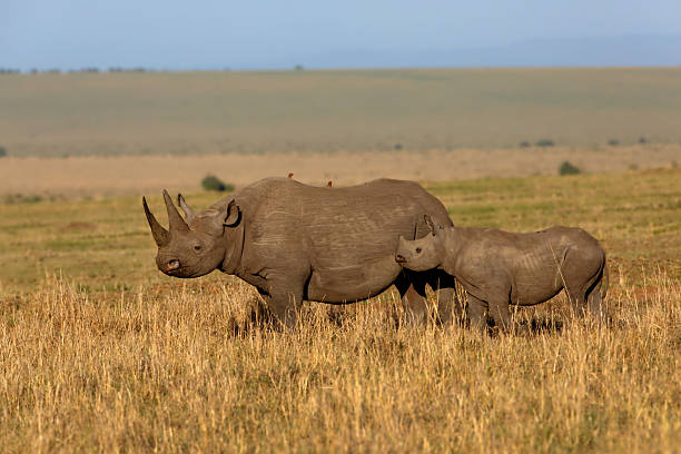 Black Rhino mother with baby in Masai Mara stock photo