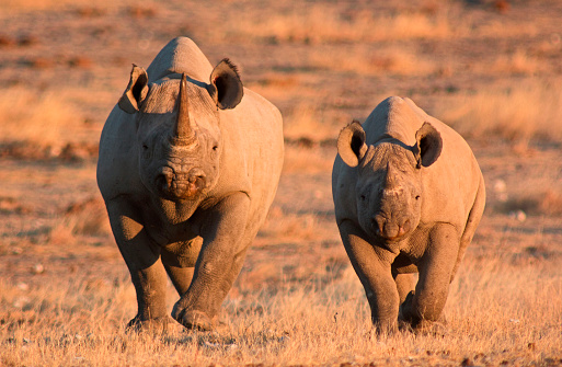 Rare image of two endangered black rhino, mother and calf, in the wild – Etosha National Park, Namibia