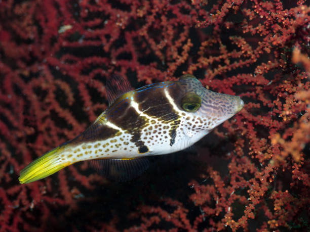 Black Saddle Mimic Filefish stock photo