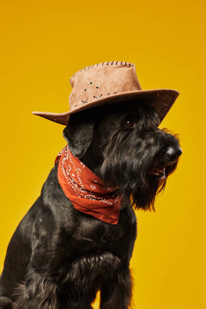 schwarzer schnauzer cowboyhund - seventyfour stock-fotos und bilder