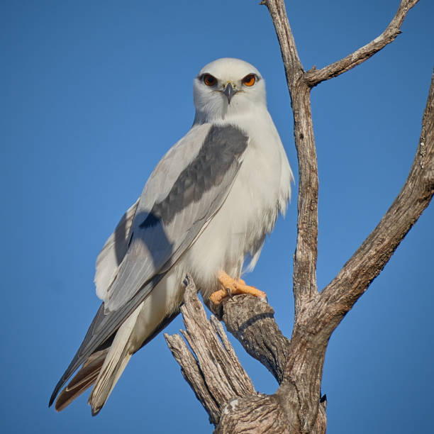 Black Shouldered Kite, Central West New South Wales. stock photo