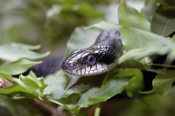 black snake in a bush  snake with its tongue out stock pictures, royalty-free photos & images
