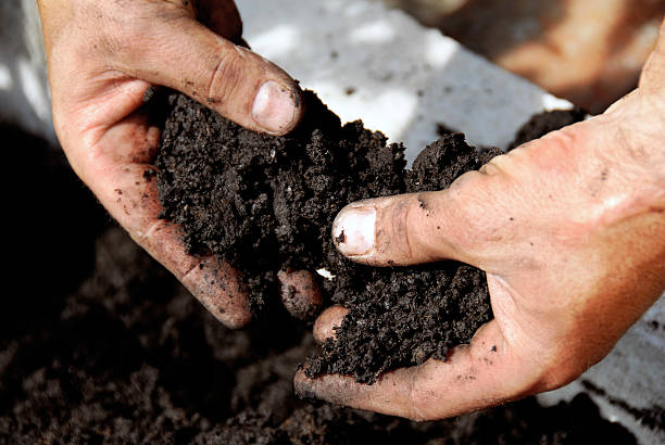 Black soil in farmer hands stock photo