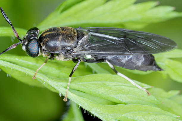 Black Soldier Fly - latin name is Hermetia illucens.  Close-up of fly sitting on a leaf. This species is used in the production of protein. stock photo