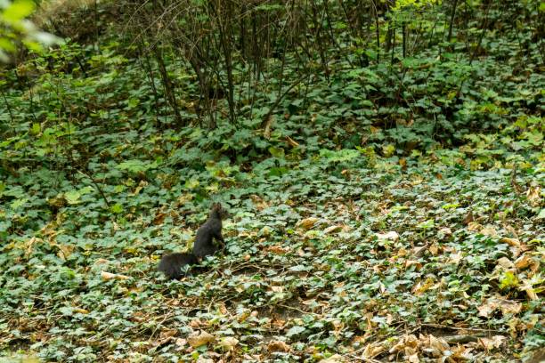 Photo of Black squirrel