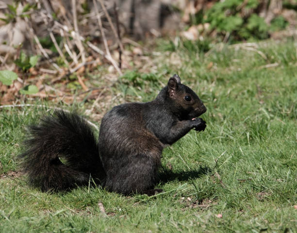 Photo of Black Squirrel