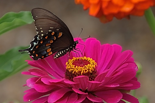 Black Swallowtail Butterfly on a Zinnia taken on August 6, 2021 in Southern Indiana