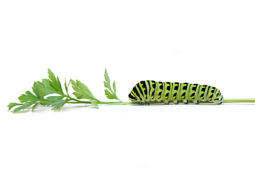 A black swallowtail caterpillar munching on a fresh sprig of parsley.