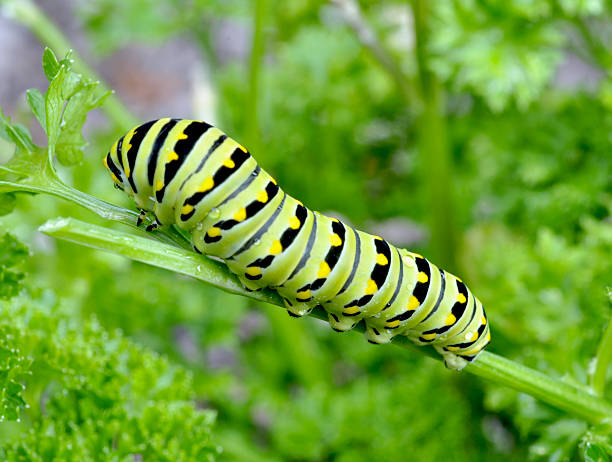 Black Swallowtail caterpillar stock photo