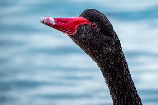 Black Swan by the water’s edge