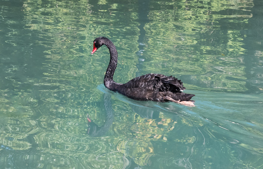 A black swan gliding through clear water on a summer sunny day. Graceful aquatic bird with a red beak and black plumage on a gradient yellow-turquoise background. Reflection of a swan in the water