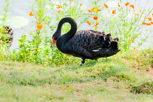 Black swan on a lake,Shandong province, China, East Asia,Nikon D3x