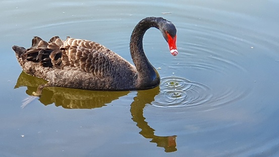 Black swan in pond