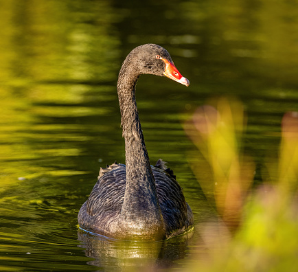 Portrait of a black swan in a European lake, Belgium, swimming in a lake.