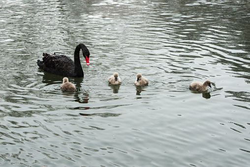 Black swans and their little swans swimming in the pond