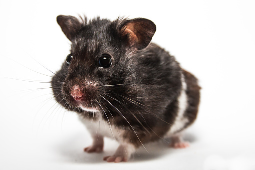 https www istockphoto com photo black syrian hamster studio with white background gm867325906 144350227