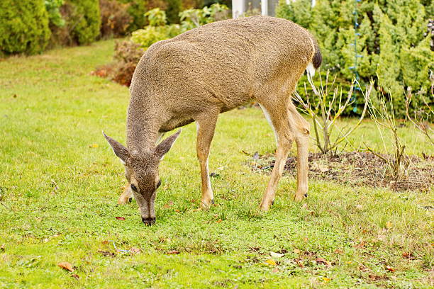 Black Tailed Deer stock photo