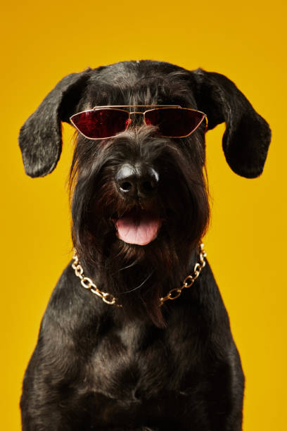 black terrier in brille und goldkette - seventyfour stock-fotos und bilder